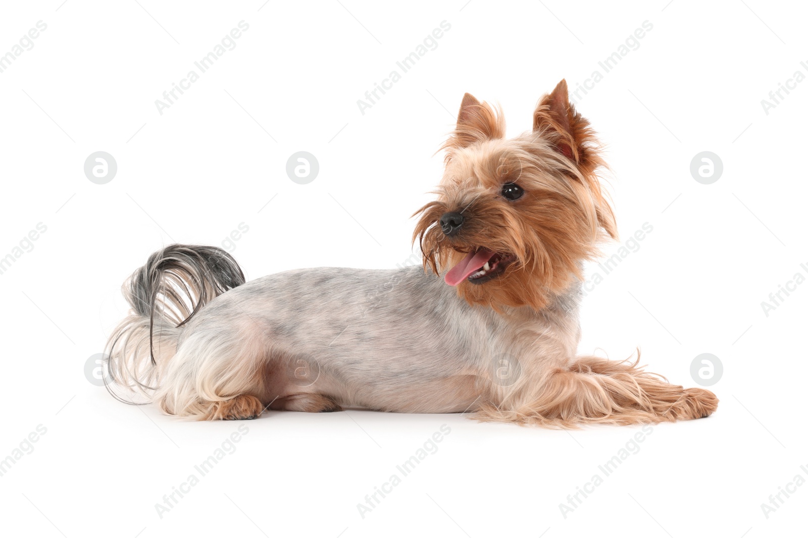 Photo of Cute Yorkshire Terrier with toothbrush on white background