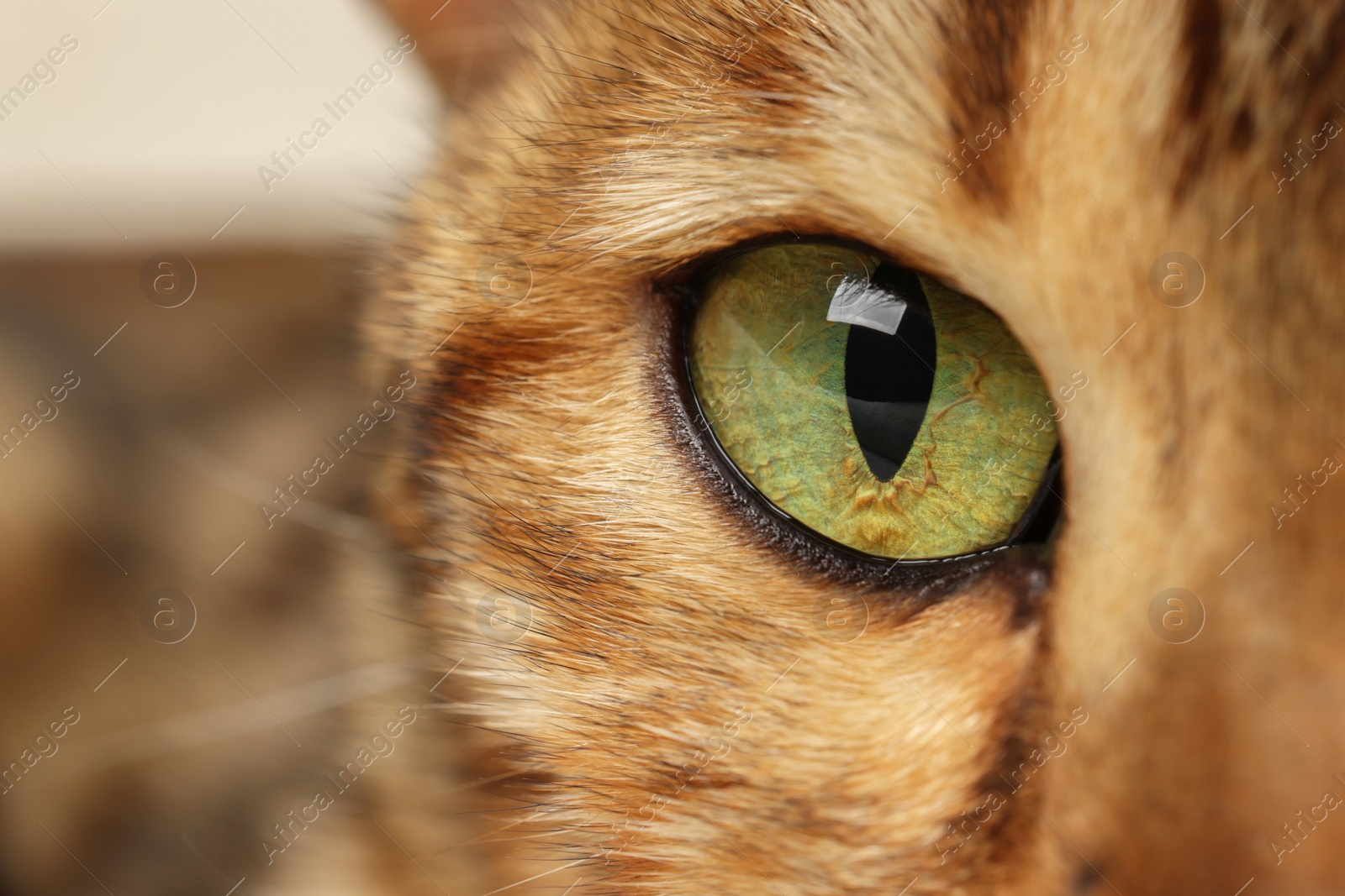 Photo of Macro photo of cat with beautiful eyes. Cute pet