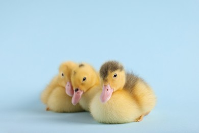 Photo of Baby animals. Cute fluffy ducklings on light blue background, space for text
