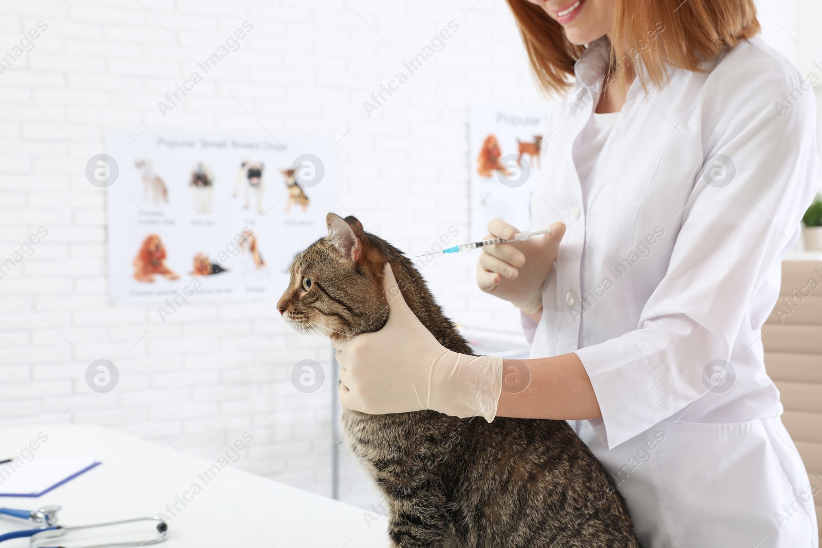 Photo of Professional veterinarian vaccinating cute cat in clinic