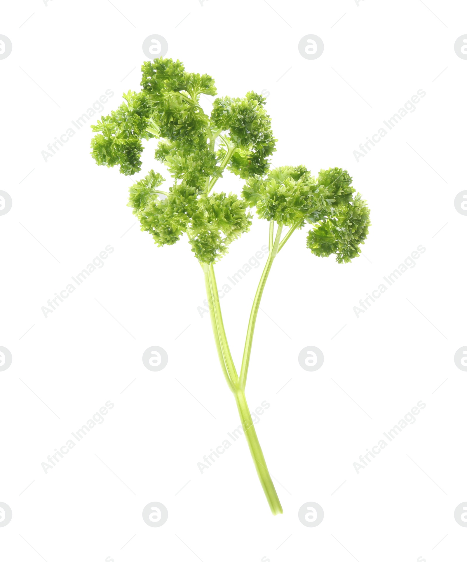 Photo of Fresh green curly parsley on white background