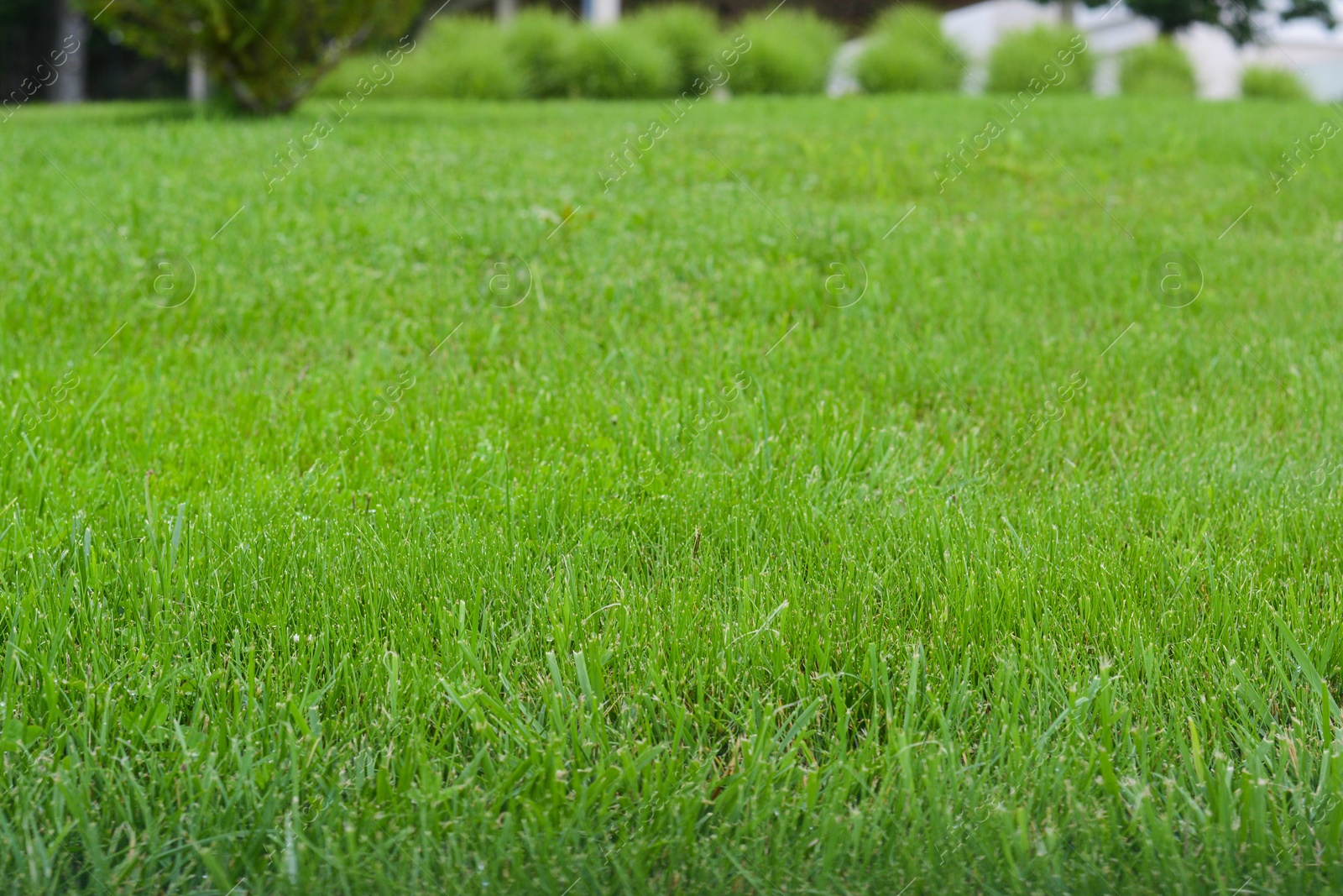 Photo of Beautiful green grass in garden on summer day, closeup