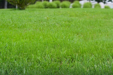Photo of Beautiful green grass in garden on summer day, closeup