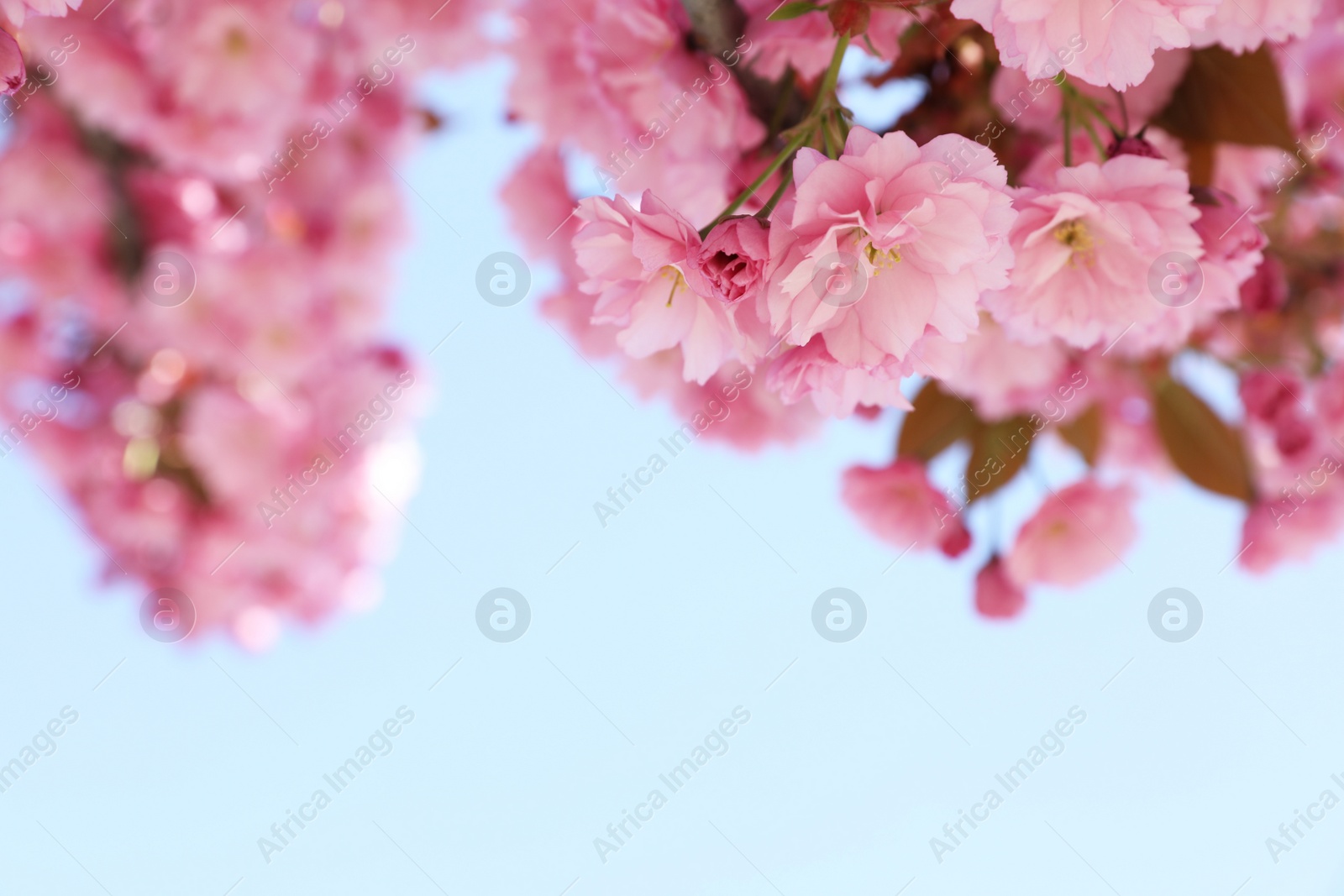 Photo of Beautiful blossoming sakura tree against blue sky, closeup