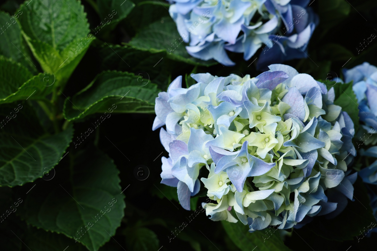 Photo of Beautiful hortensia plant with light blue flowers, closeup