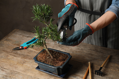 Woman trimming Japanese bonsai plant, closeup. Creating zen atmosphere at home