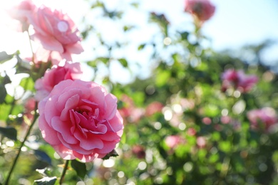 Photo of Green bush with beautiful roses in blooming garden on sunny day