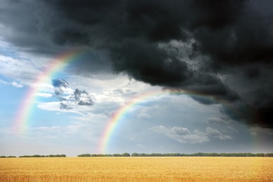 Image of Amazing double rainbow over wheat field under stormy sky