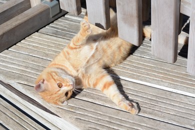 Photo of Lonely stray cat playing outdoors on sunny day. Homeless pet