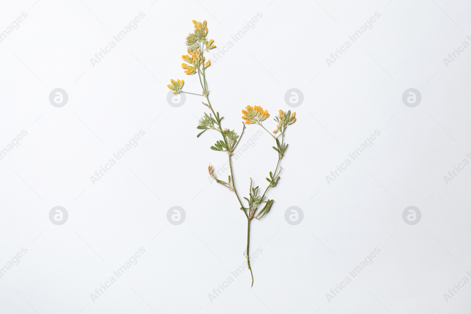 Photo of Wild dried meadow flower on white background, top view