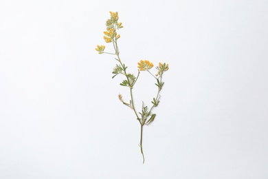 Photo of Wild dried meadow flower on white background, top view