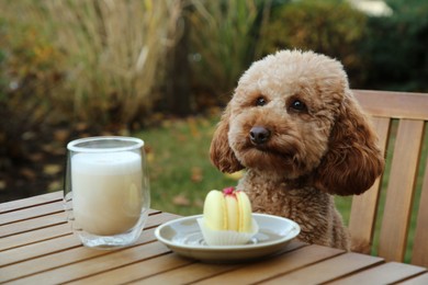 Cute fluffy dog sitting at table with coffee and macaron in outdoor cafe