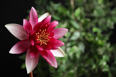 Photo of Beautiful pink lotus flower and blurred green plant on background. Space for text