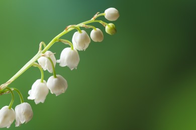 Beautiful lily of the valley flower on blurred green background, closeup. Space for text