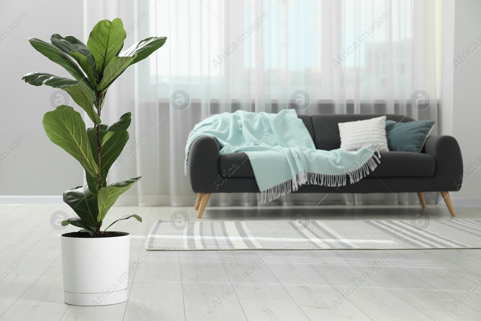 Photo of Fiddle Fig or Ficus Lyrata plant with green leaves at home. Space for text