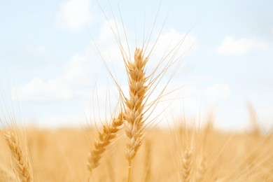 Photo of Beautiful ripe wheat spikes in field, closeup