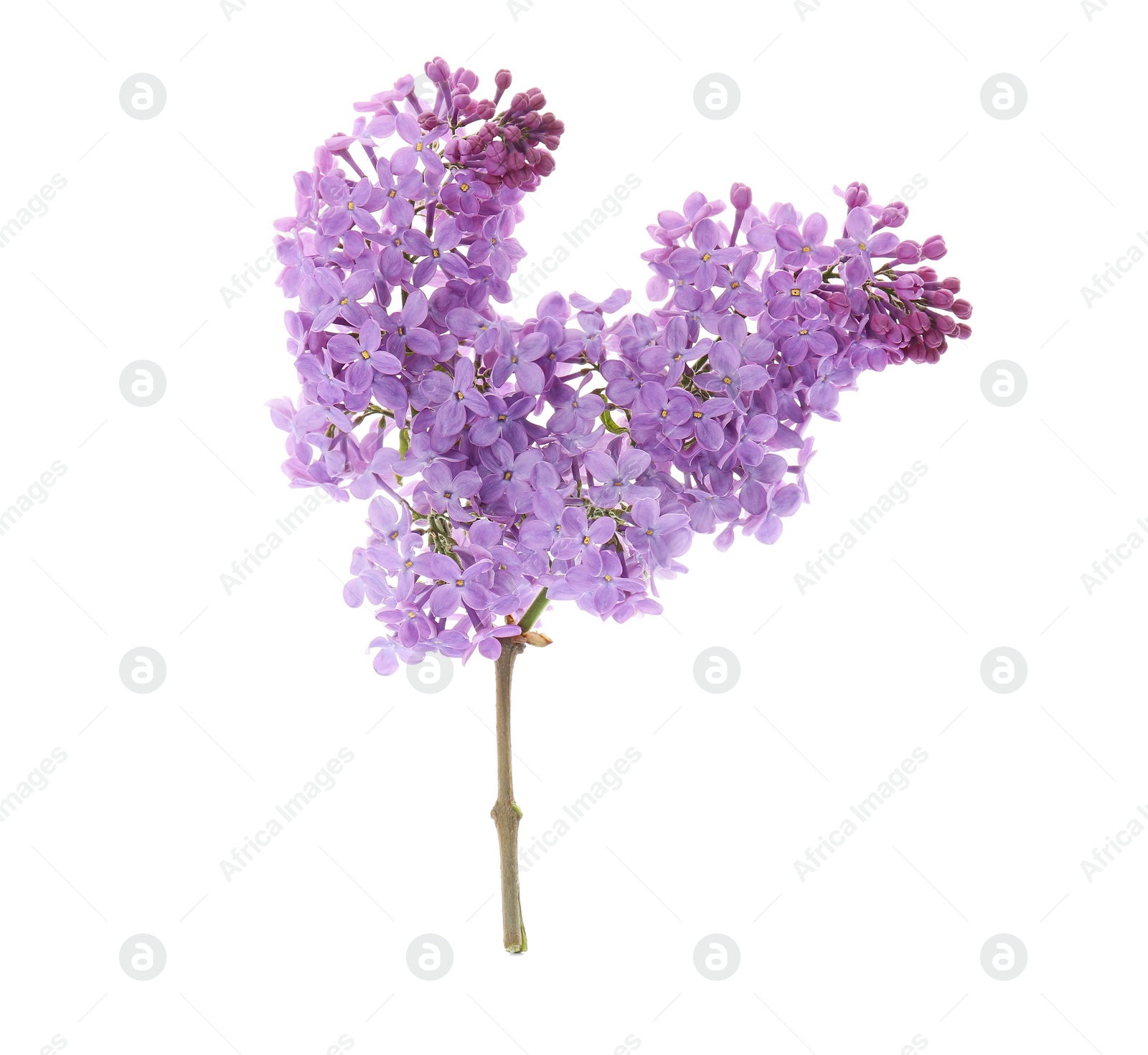 Photo of Branch of blossoming lilac on white background. Spring flowers