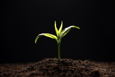 Young seedling in soil on black background