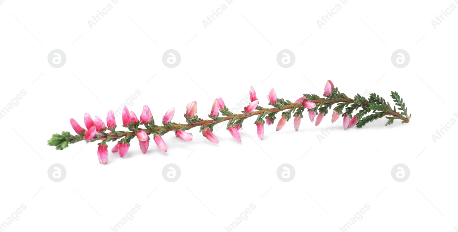 Photo of Sprig of heather with beautiful flowers isolated on white