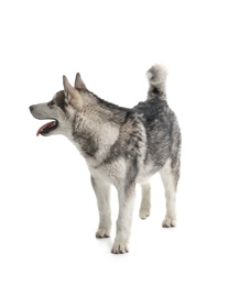 Cute Alaskan Malamute dog on white background