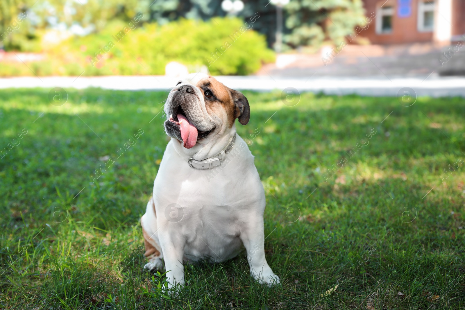 Photo of Funny English bulldog on green grass in park