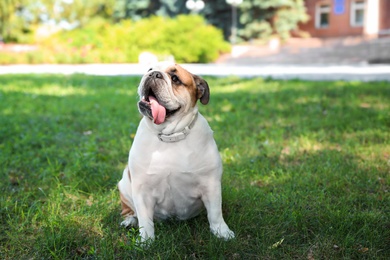 Photo of Funny English bulldog on green grass in park