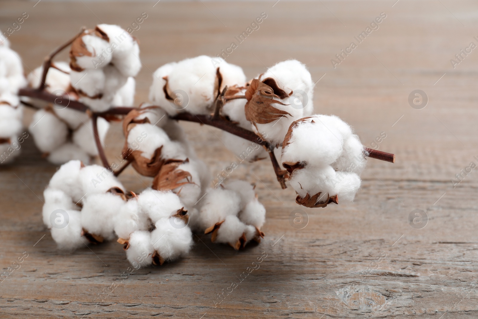 Photo of Branch of cotton plant on wooden background