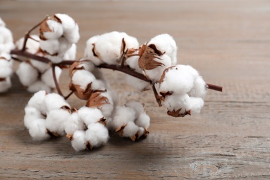 Branch of cotton plant on wooden background