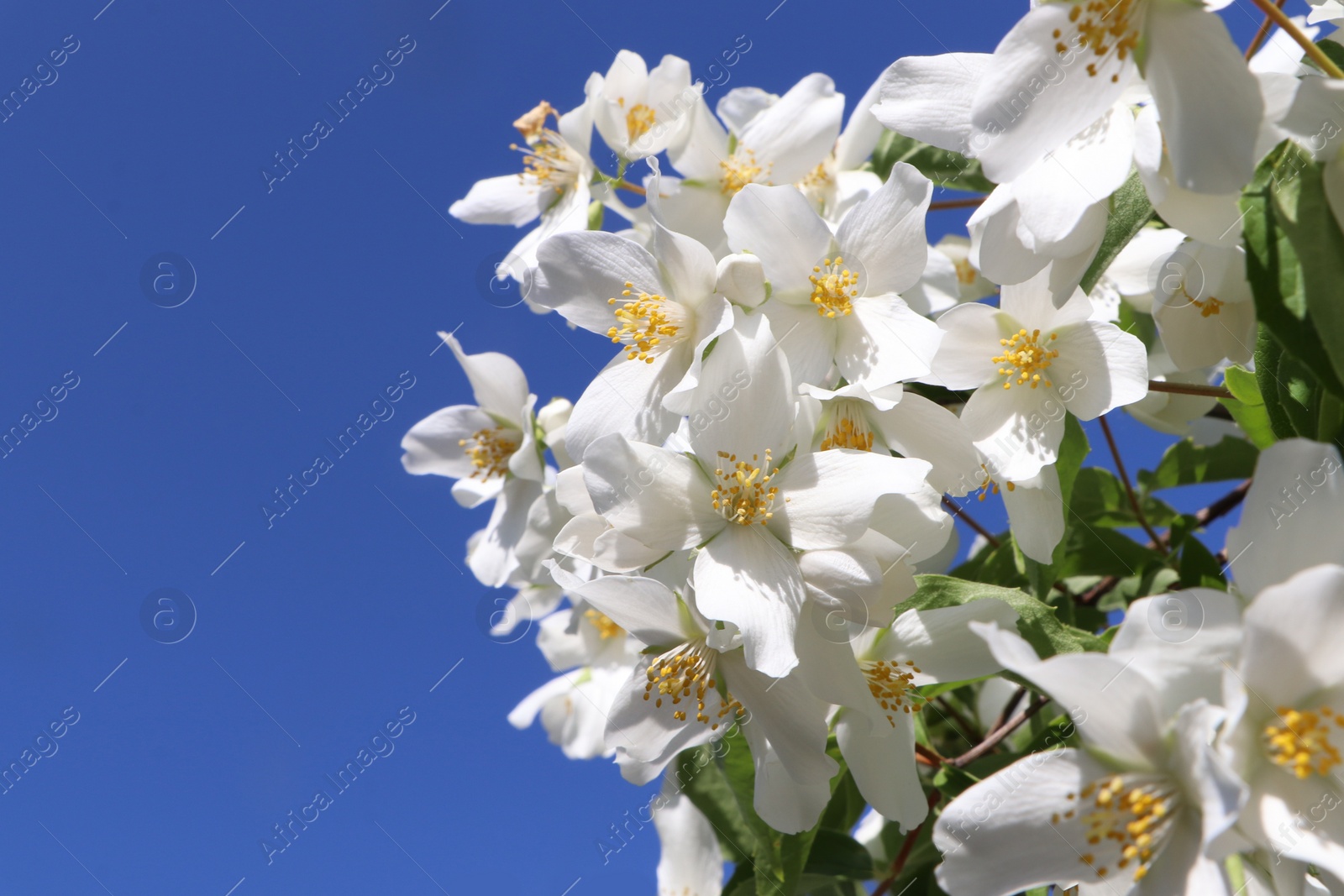 Photo of Closeup view of beautiful blooming white jasmine shrub against blue sky