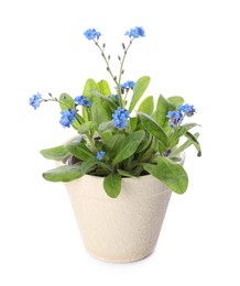 Photo of Beautiful potted Forget-me-not flowers on white background