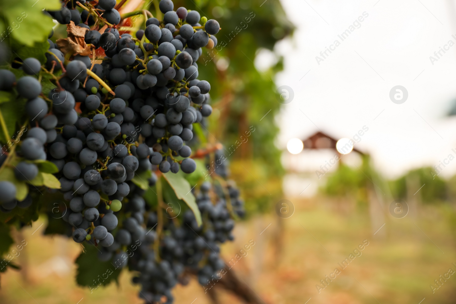 Photo of Bunch of ripe juicy grapes on branch in vineyard, closeup. Space for text