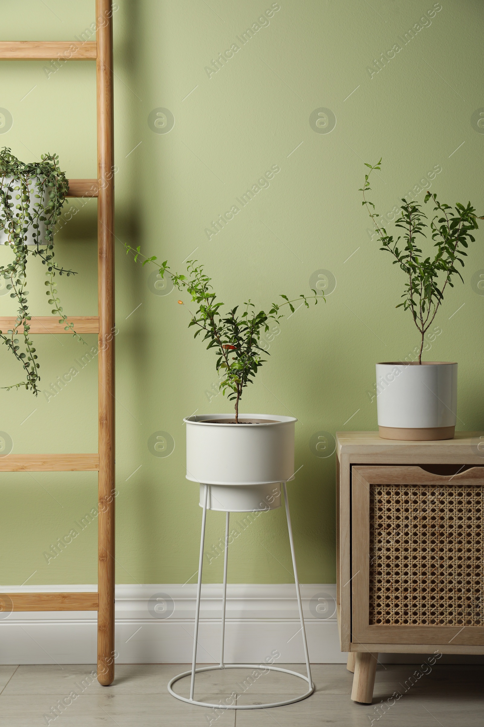 Photo of Potted pomegranate plants near light green wall