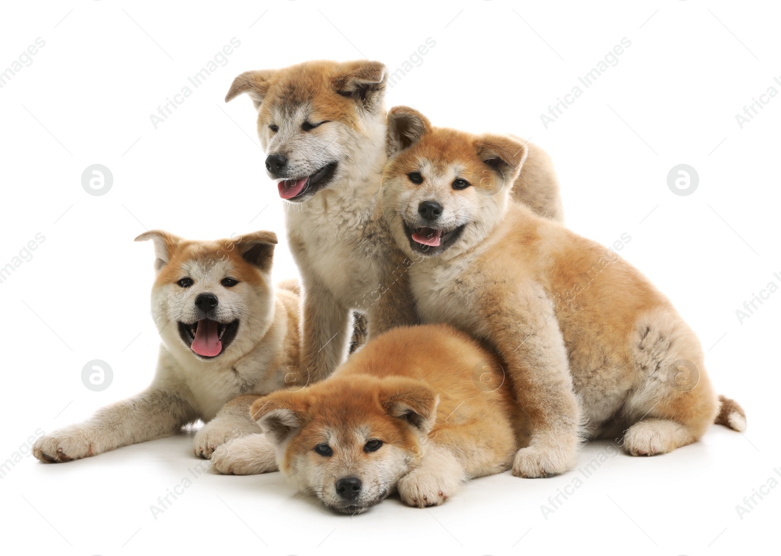 Photo of Cute akita inu puppies isolated on white