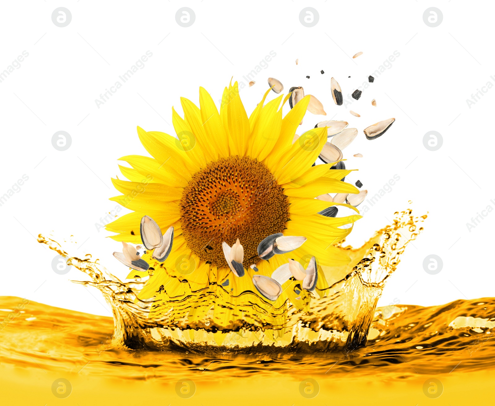 Image of Sunflower and seeds falling into cooking oil on white background