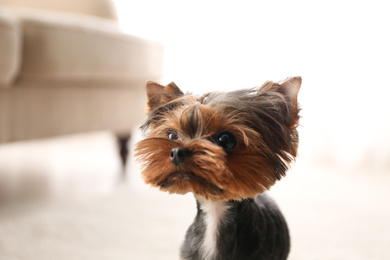 Cute Yorkshire terrier at home. Lovely dog