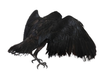 Photo of Beautiful black common raven on white background