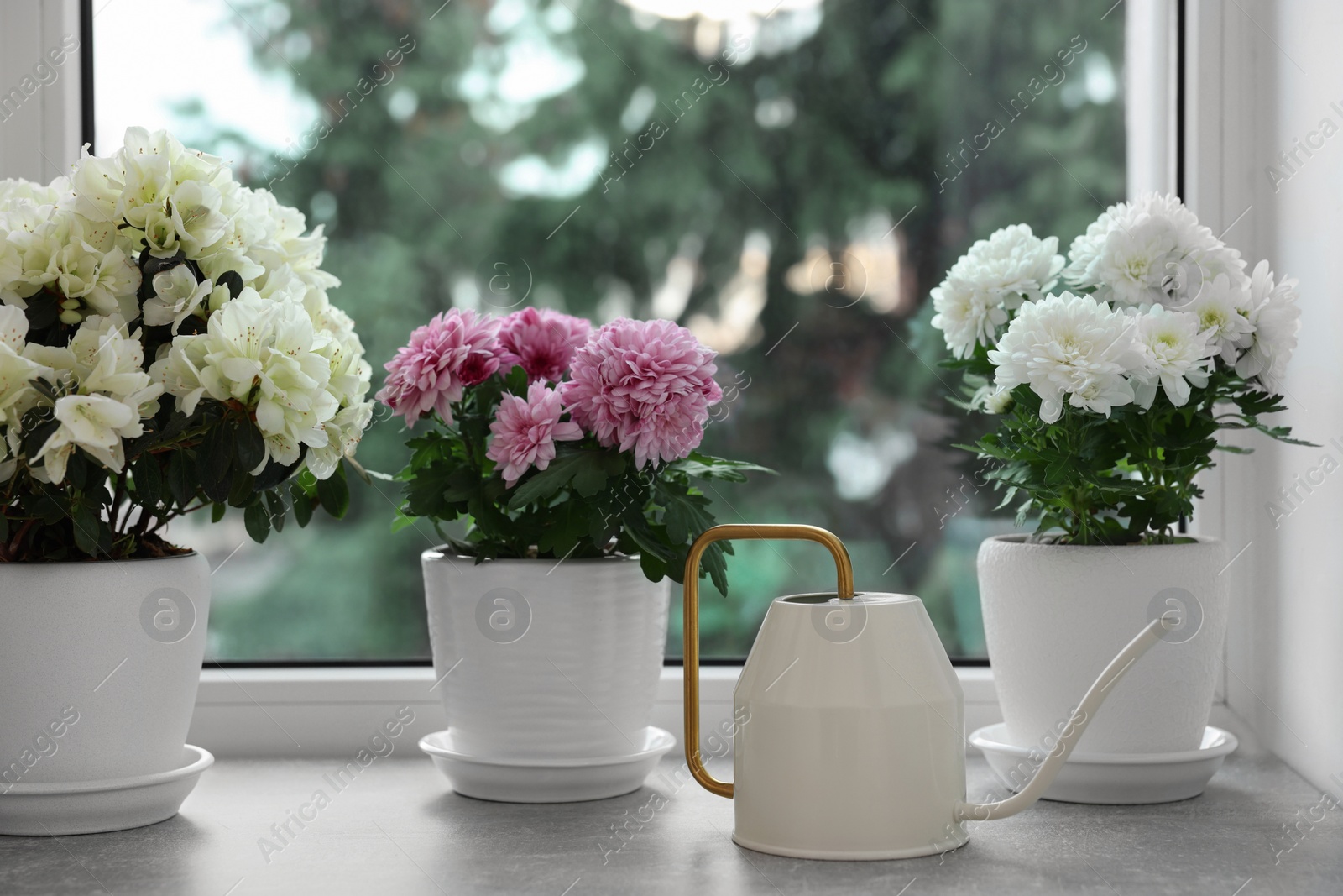 Photo of Beautiful chrysanthemum, azalea flowers in pots and watering can on windowsill indoors