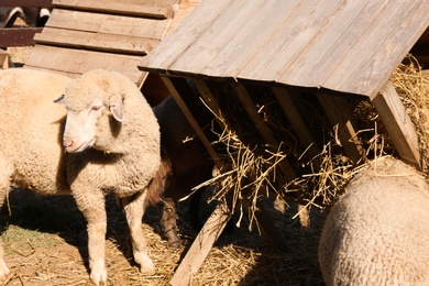 Cute funny sheep eating hay on farm. Animal husbandry