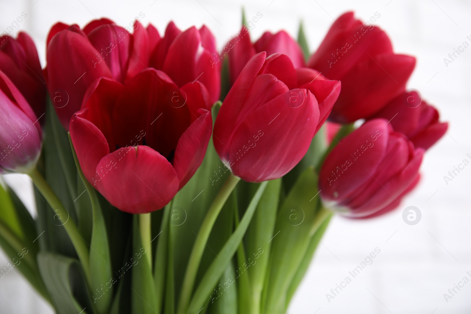 Photo of Bouquet of beautiful tulips on white background, closeup