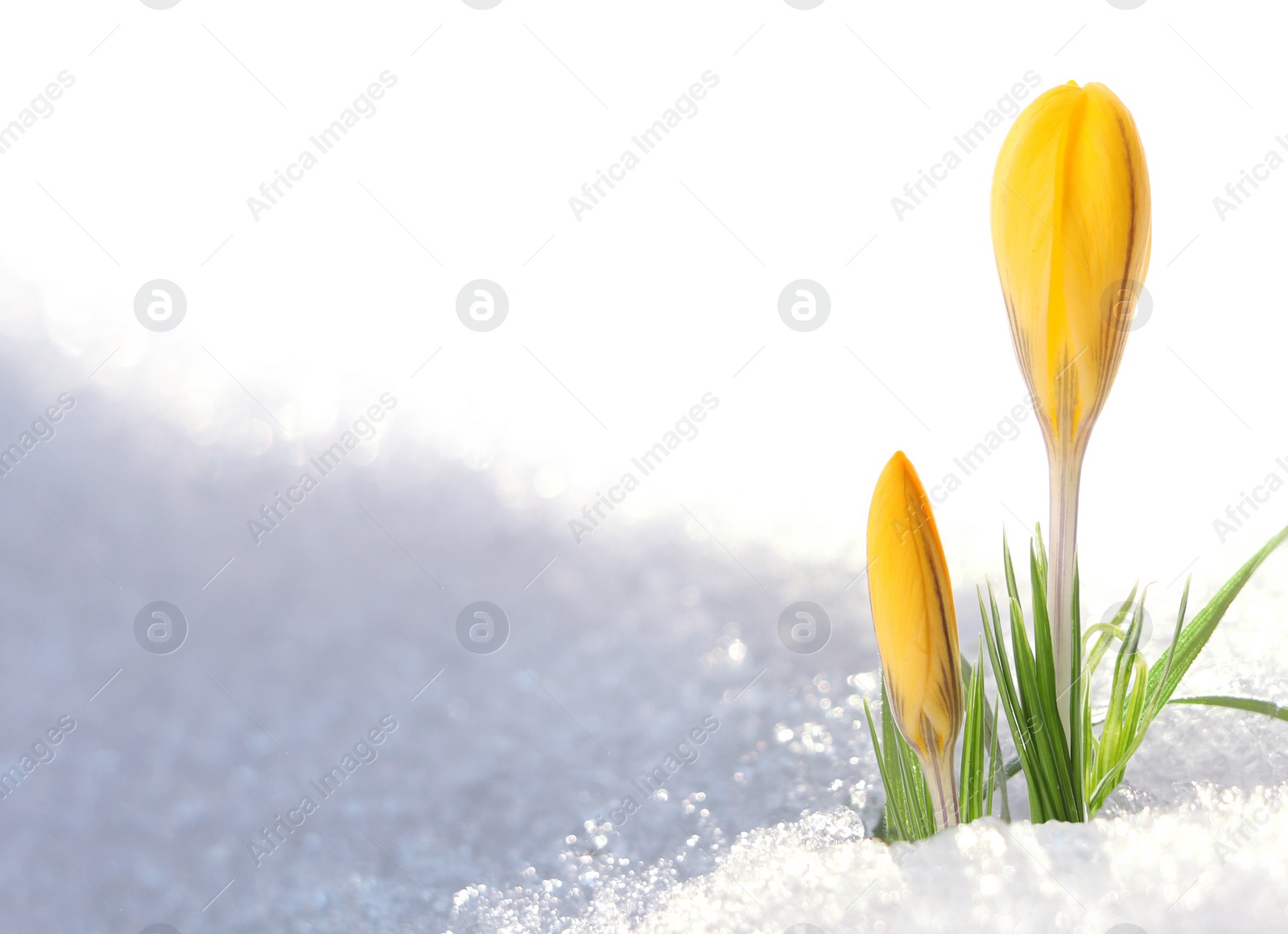 Image of Beautiful spring crocus flowers growing through snow outdoors, space for text