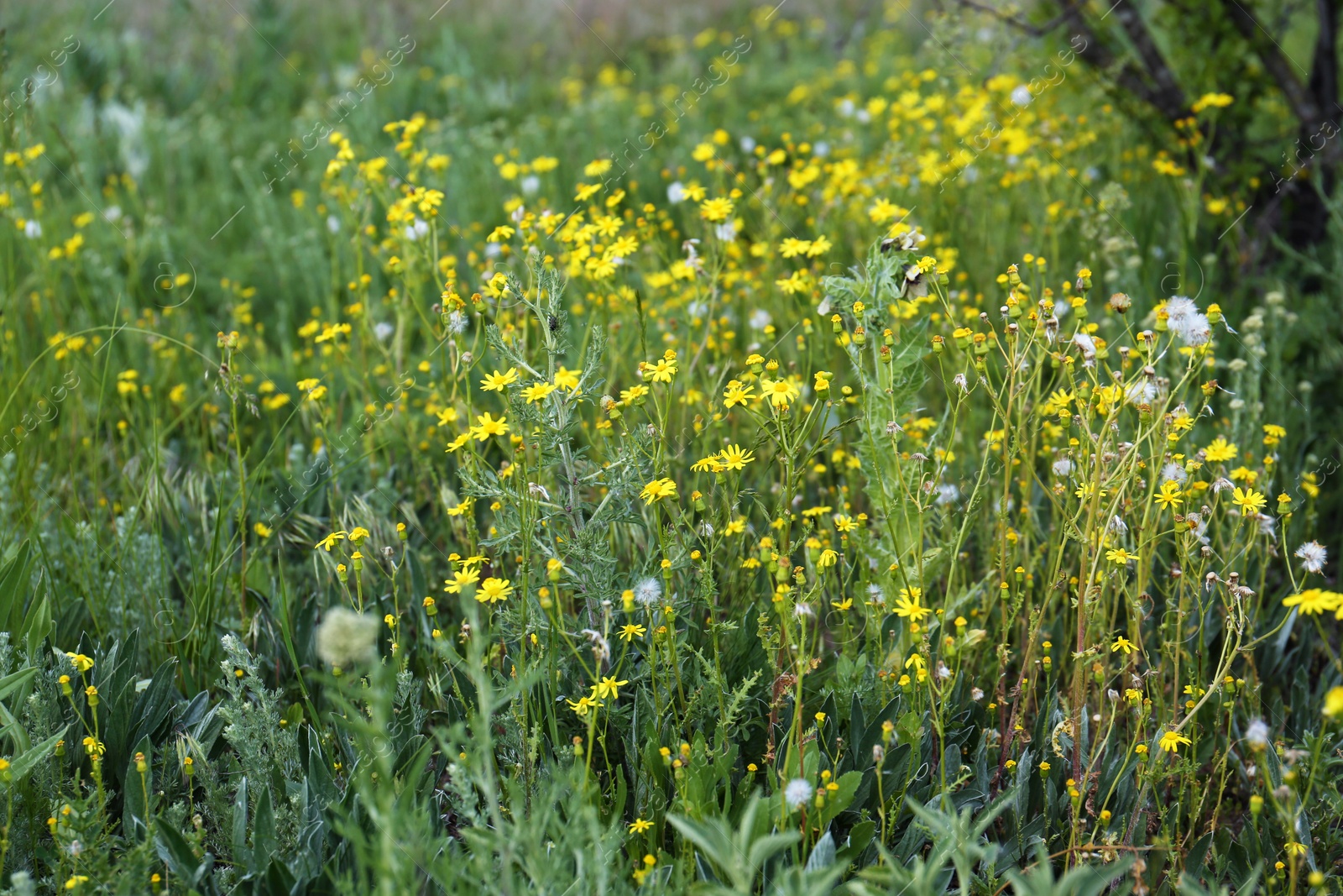 Photo of Different beautiful wildflowers growing in field on spring day