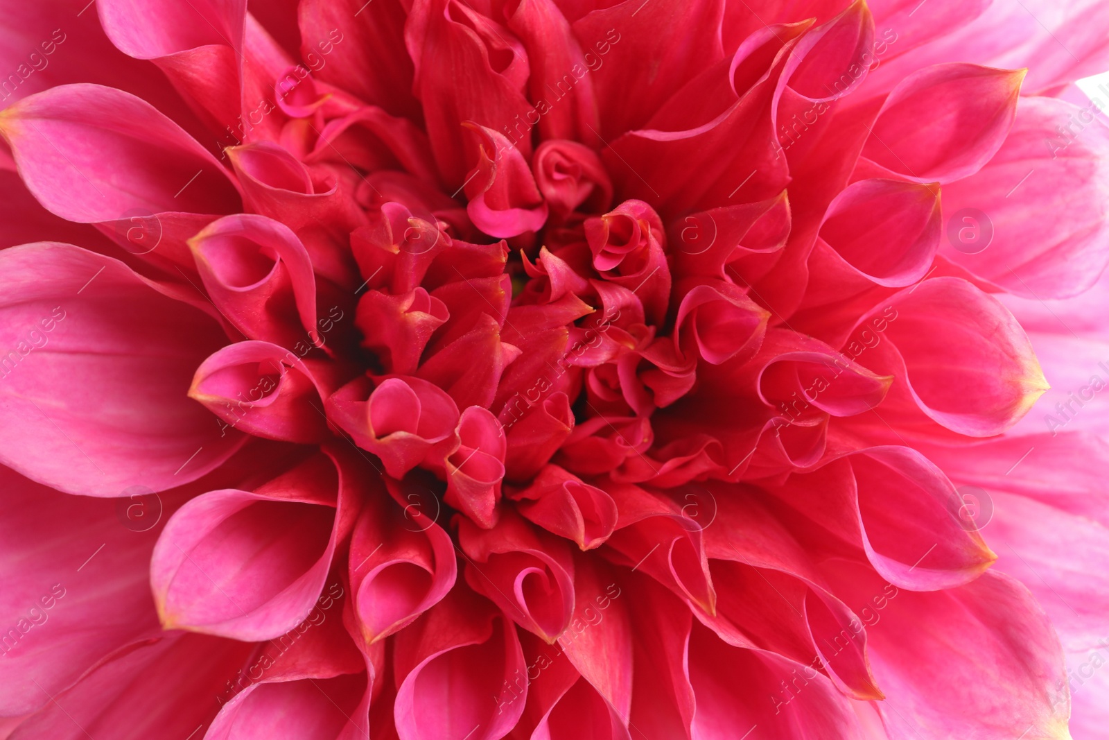 Photo of Beautiful pink dahlia flower, closeup view. Floral decoration