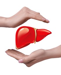 Woman holding hands around illustration of liver on white background, closeup