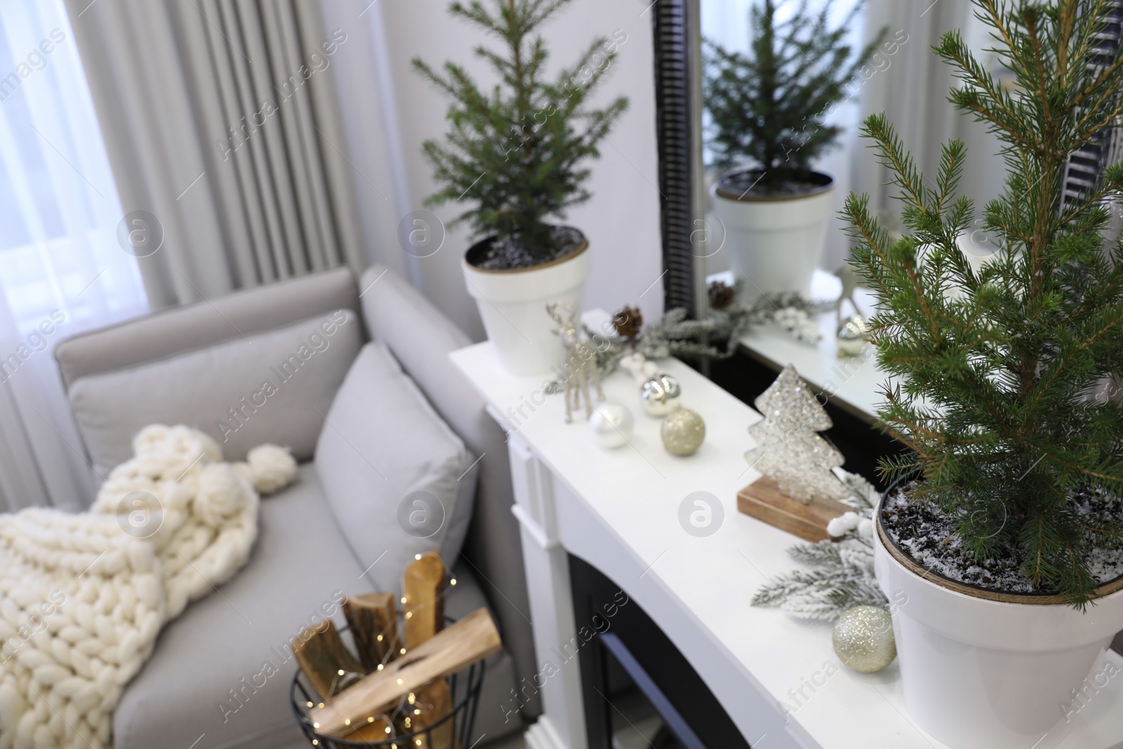 Photo of Little fir trees and Christmas decorations in room with fireplace. Stylish interior design