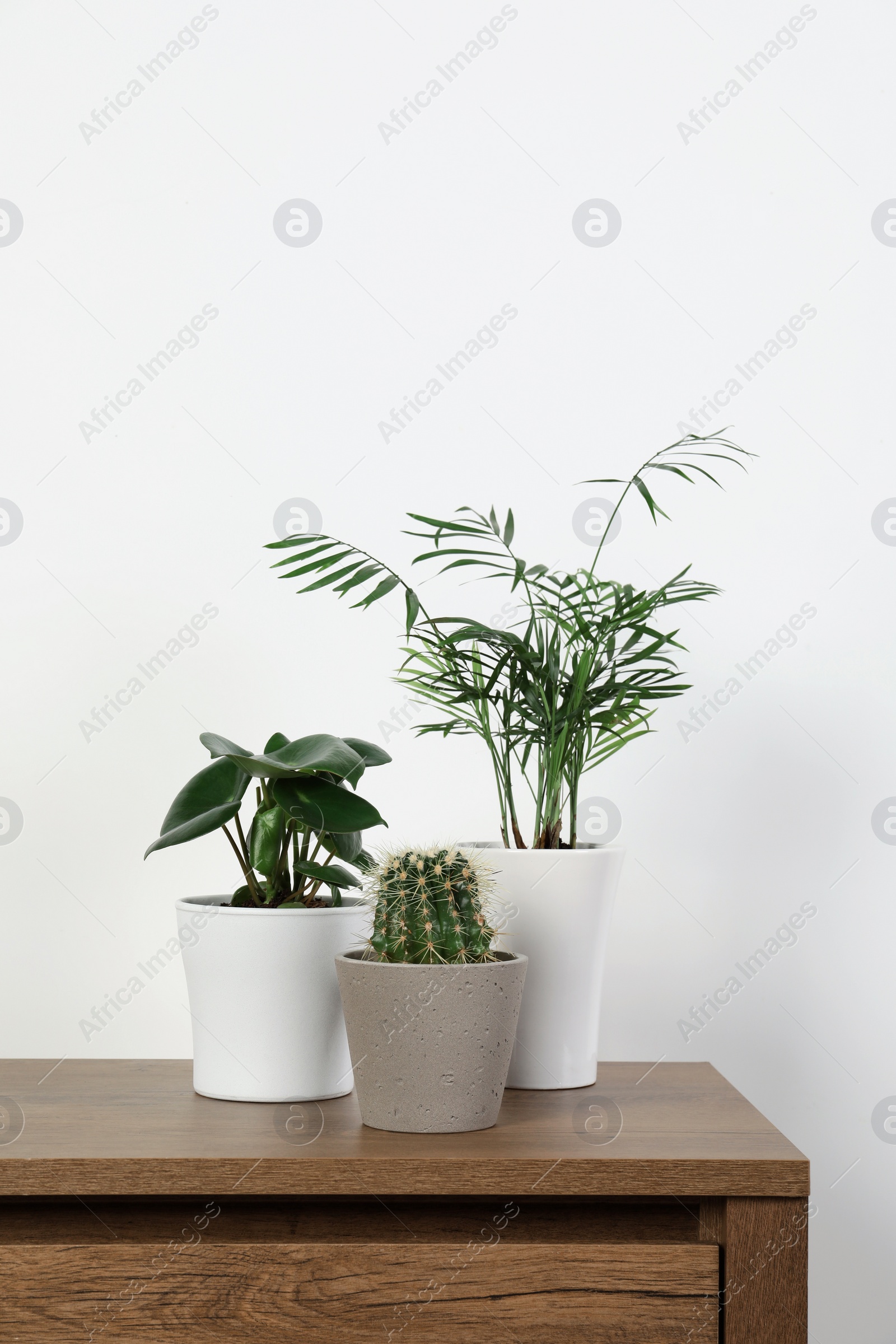 Photo of Many different houseplants in pots on wooden table near white wall