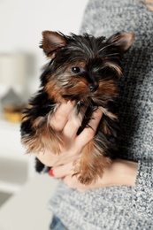 Photo of Woman holding cute Yorkshire terrier puppy on blurred background, closeup. Happy dog