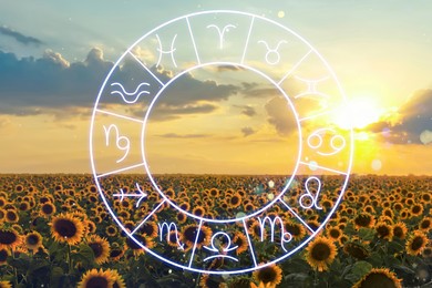 Image of Zodiac wheel and beautiful view on field of blooming sunflowers