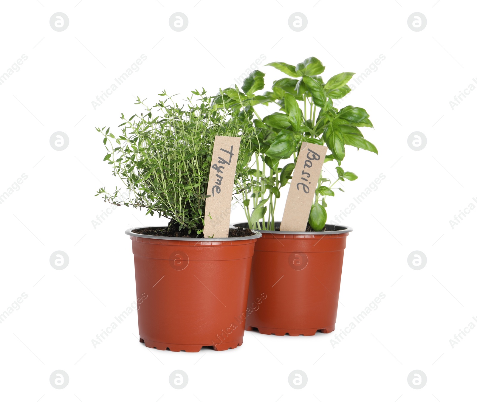 Photo of Aromatic potted basil and thyme isolated on white