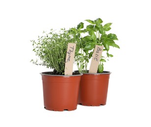 Aromatic potted basil and thyme isolated on white