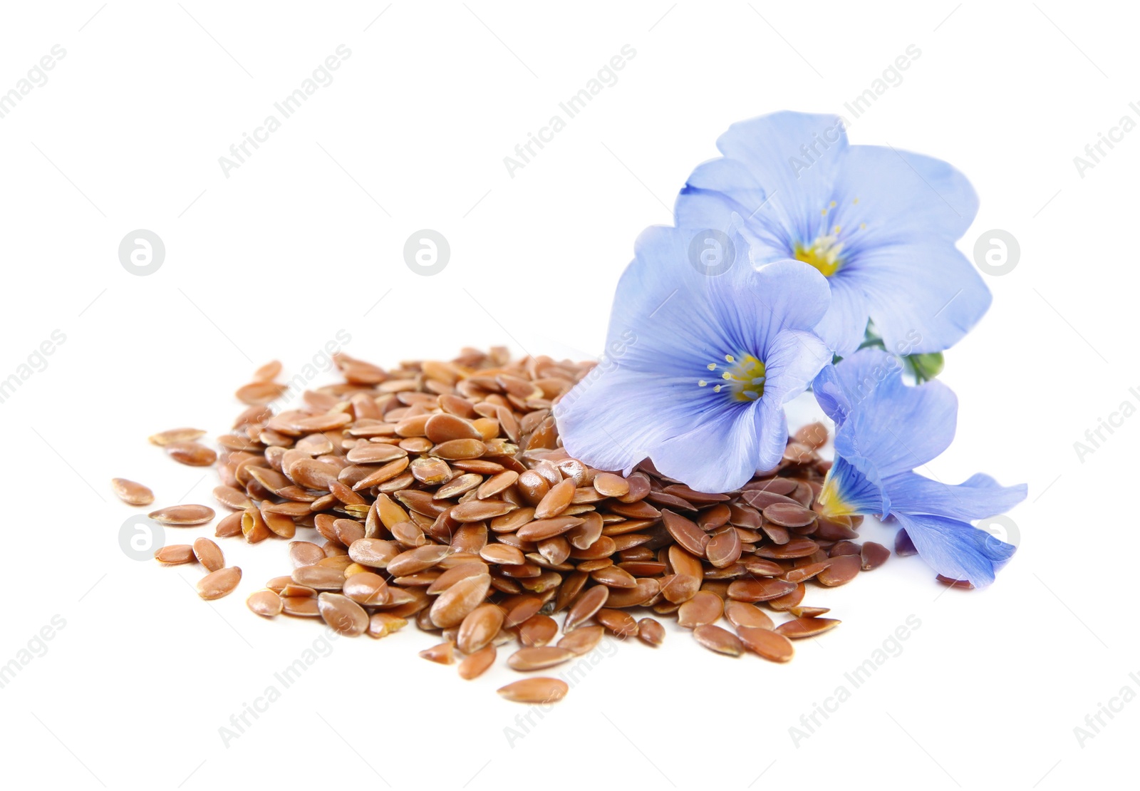 Photo of Flax flowers and seeds on white background